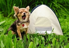 LETNIA SKŁADANA BUDA - przewiewna, ale chroni przed kaprysami pogody. Obok jej gospodarz.