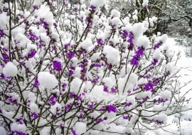 KRZEW - WAWRZYNEK WILCZELYKO , KWIATY FOT. TOMASZ CIESIELSKI PUBLIKACJA MAGNOLIA NR 3 (11) - 3 2013 SLOWA KLUCZOWE: ROSLINA KWIAT KRZEW ZDJĘCIE DO WKŁADKI: PUBLIKACJA MAGNOLIA NR 3 (11) - CZASOPISMA