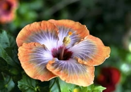 Róża chińska. 'Fifth Dimention'