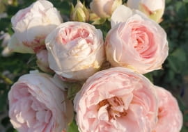 ‘Carissimo’ syn. ‘Najdroższy’, hod. Łukasz Rojewski