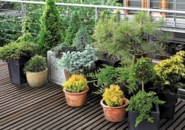 23.05.2006 WARSZAWA DLA CZTERY KATY BALKON , TARAS , ROSLINY ,IGLAK IGLAKI IGLASTE , KOMPOZYCJA STYLIZACJA ANETA KOSIBA FOT. LUKASZ ZANDECKI / AGENCJA GAZETA PUBLIKACJA KWIETNIK NR 10 (142) - 10.2006 SLOWA KLUCZOWE: ROSLINY