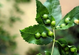 Naroślarz jabłuszkowiec na liściach róży.