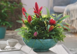 Bromelie i paprocie dobrze rosną we wspólnej misie - obie grupy roślin lubią rozproszone światło i wilgotne powietrze.