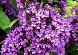 Buddleia davidii 'Peacock' syn Buddleja 'Peakeep'