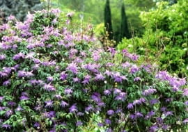 Powojniki, klematisy Clematis macropetala 'Floralia'scrambling over a Hibiscus - Glen Chantry, Essex