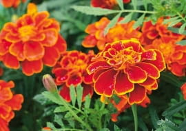 Aksamitka. W skrzynkach uprawiamy wysoką (50-80 cm) aksamitkę wzniesioną, niższą (40-60 cm) - rozpierzchłą oraz miniaturową (15-25 cm) - wąskolistną. Wszystkie są odporne na choroby i na brak wody.