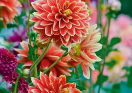 'Garden Festival' - dalia dekoracyjna, wys. 120 cm, śr. 'kwiatu' 10-15 cm.