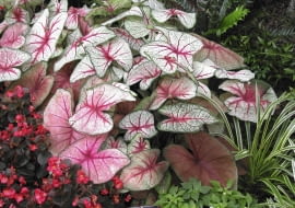 Barwy liści Kaladium mogą być różne nawet na jednej roślinie. Zależy to głównie od ilości światła, która do nich dociera. Na zdjęciu 'White Queen'