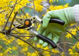 Krzewy ozdobne. Niektóre gatunki krzewów, takie jak forsycja, tawuła wczesna i pigwowiec, już przekwitły. Zanim w maju wypuszczą młode przyrosty, te stare z zaschniętymi kwiatami trzeba skrócić o 1/2 lub 1/3 i nadać krzewom regularny pokrój. Dzięki temu rozkrzewią się i na młodych przyrostach zawiążą pąki na przyszły rok.