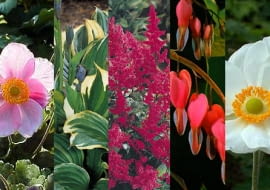 Zestaw "Ogród serca"