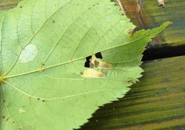 Szkodniki na liściach lipy