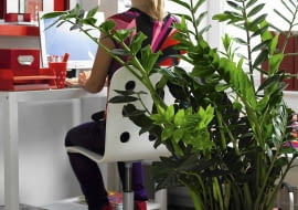 Zimmerpflanzen im B´ro: Zamio culcas mit Person SLOWA KLUCZOWE: Aronstabgew chs B´ro B´ros Deko Frau Gr´npflanze Gr´npflanzen Leute Menschen People Pflanze Pflanzen Tisch Topfpflanze Topfpflanzen Zamioculcas Zamioculcas zamiifolia Zimmerpflanze Zimmerpflanzen arbeiten Hochformat