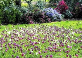 Mieć taki łan szachownicy kostkowatej w ogrodzie to marzenie do spełnienia. Musimy jednak dać kwiatom sporo czasu na rozrastanie. Natomiast w czasie wędrówek po południowo-wschodnich rejonach naszego kraju, jeśli dopisze nam szczęście, zobaczymy je w naturze. Ale uwaga, są pod ochroną!