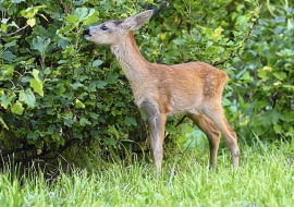 Do otwartych sadów zaglądają sarny. Aby ich nie otruć opryskami, warto stosować preparaty ekologiczne