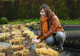 Październik w ogrodzie/ tulipany