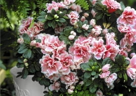 PotEe d'azalEe hyb, Hiver SLOWA KLUCZOWE: Azalee Beh?lter bl´hen bl´hend Bl´te Box Container Gef??e in Bl´te Pflanze Pflanzen pink rosafarben Topf Winter