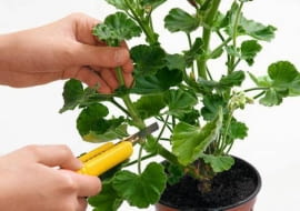 Przygotowujemy sadzonki pędowe z pelargonii.