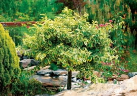 15.05.2008OGROD , TRZMIELINA FORTUNEA ( EUONYMUS FORTUNEI ) W FORMIE DRZEWKAFOT. LILIANNA SOKOLOWSKAPUBLIKACJA KWIETNIK NR 1 (181) - 1 2010