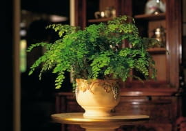 5.60E FOT. FLORA DANIA