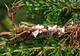 Tarczki mączystka jałowcowego okryte grubym białym nalotem