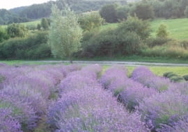 Lawendowe pole - Pierwsza plantacja