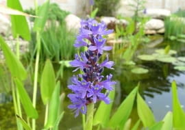 Rozpław sercowaty kwitnie na niebiesko.