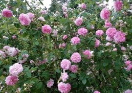 Róża damasceńska Ispahan