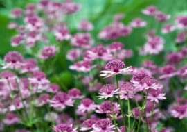 Shutterstock/KAppleyard