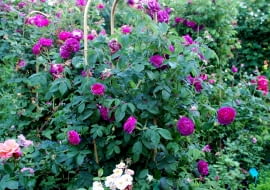 Róża francuska 'Charles de Mills'