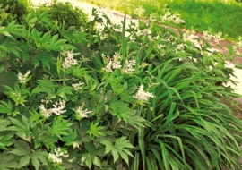 OGROD ROSLINY CIENIOLUBNE - WIAZOWKA BLOTNA