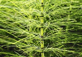 Skrzypy tworzą dwojakiego rodzaju pędy - na zdjęciu pędy letnie