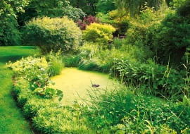 staw w ogrodzie, sadzawka