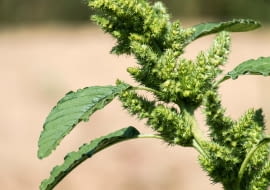 Szarłat szorstki (Amaranthus retroflexus),