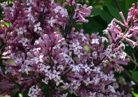 Lilak Meyera Palibin