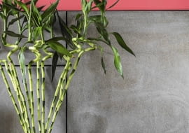 NAWILŻACZ DRACENĘ SANDERA (zwaną też Lucky Bamboo) można uprawiać w naczyniu z wodą, która parując, nawilża powietrze.