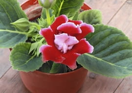 Syningii lepiej nie wynosić latem na balkon. Słońce i deszcze mogą zniszczyć liście i kwiaty.