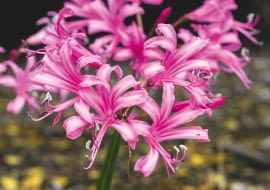 Kwiatostan nerniny zbudowany jest z dzwonkowatych kwiatów i ma kilkunastocentymetrową średnicę.