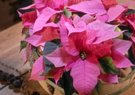 Gwiazda betlejemska - bożenarodzeniowe aranżacje