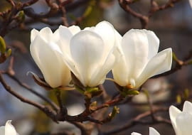 Magnolia naga jest 10-15-metrowym drzewem. Kwiaty pachnące cytryną ukazują się w kwietniu. W młodym wieku może przemarzać.