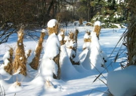 13.02.2003 WARSZAWA OGROD BOTANICZNY UNIWERSYTETU WARSZAWSKIEGO ALEJE UJAZDOWSKIE OKRYWANIE ROSLIN SLOMA CHOCHOL ZIMA SNIEGFOT. PAWEL SLOMCZYNSKI / AGENCJA GAZETAPUBLIKACJA KWIETNIK NR 1 (133) - 1.2006PUBLIKACJA LADNY DOM NUMER SPECJALNY - OGROD 1/2011 - 4 2011
