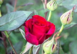 Jesienna pielęgnacja róż