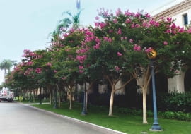 W KRAJACH o ciepłym klimacie kwitnące drzewa lagestremii zdobią ulice i parki.
