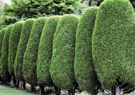 FORMY KOLUMNOWE iglaków prawie nie wymagają strzyżenia. Przycinamy tylko ich górne części, by żywopłot był równy.