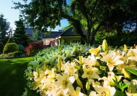 Lilie 'Ercolano' posadzone w potężnej grupie stanowią latem niezwykle efektowny akcent.