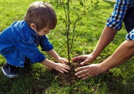 Rośliny potrzebne od zaraz. Szybko rosnące drzewa.