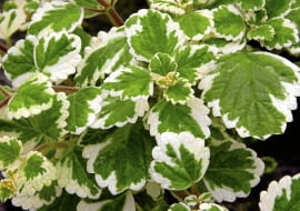 ROSLINY PLEKTRANTUS ' VARIEGATA ' PLECTRANTHUS COLEOIDES FOT. WIESLAW GAWRYS PUBLIKACJA KWIETNIK NR 5 (173) - 5 2009 PUBLIKACJA CZTERY KATY NR 6 (224) - 6 2010 SLOWA KLUCZOWE: ROSLINY ZDJĘCIE DO WKŁADKI: PUBLIKACJA KWIETNIK NR 5 (173) - CZASOPISMA