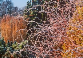 Salix x erythroflexuosa 'Golden Curls'