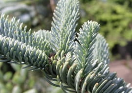 Jodła szlachetna 'Glauca'