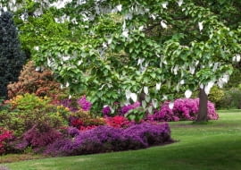 TZW. DRZEWO CHUSTECZKOWE (DAVIDIA INVOLUCRATA) budzi zaciekawienie zwiedzających.