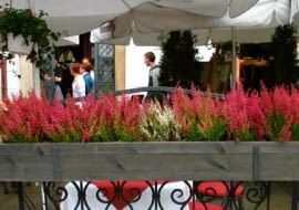 02.10.03 KRAKOW RYNEK OGRODKI KAWIARNIANE ROSLINY DRZEWA IGLASTE ZYWOTNIK THUJA POJEMNIKI WRZOSY